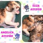 ELIZA – A1113159 AND ANGELICA – A1113160