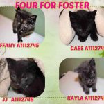FOUR FOR FOSTER – A1112745, A1112746, A1112747, A1112748