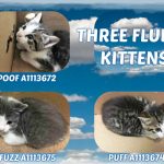 THREE FLUFFY KITTENS – A1113672, A1113674, A1113675