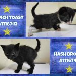 FRENCH TOAST – A1116742 AND HASH BROWN – A1116746