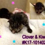 CLOVER & KIWI – LITTERGROUP # K17-101402