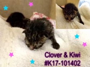 CLOVER & KIWI - LITTERGROUP # K17-101402