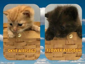 SKYE - A1115863 AND FLOWER - A1115864