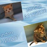 JORDAN – A1120226 & LINDON – A1120227