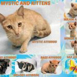 MYSTIC AND KITTENS  – A1118900, A1118902, A1118903, A1118904, A1118905, A1118906, A1118907