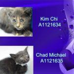 KIM CHI – A1121634 & CHAD MICHAEL – A1121635
