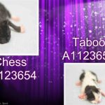 CHESS – A1123654 & TABOO – A1123655