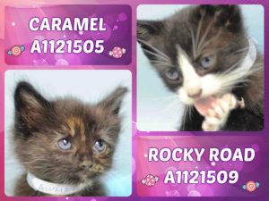 CARAMEL - A1121505 AND ROCKY ROAD - A1121509