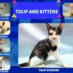 TULIP AND KITTENS – A1123100, A1123101, A1123102, A1123103, A1123104, A1123105
