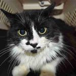 SIR WISKERS – A1126303