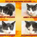 FALL FOR FOSTERING KITTENS – 8275 aka A1125893, A1125898,  A1125900, A1125901