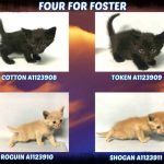 FOUR FOR FOSTER – A1123908, A1123909, A1123910, A1123911