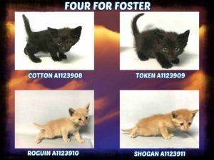 FOUR FOR FOSTER - A1123908, A1123909, A1123910, A1123911
