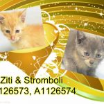ZITI – A1126573 & STROMBOLI – A1126574