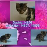 DAVINA – 14856 & KITTENS – 14857, 14858