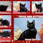 TRIXIE AND KITTENS – 14411,  14412, 14413, 14414, 14415, 14416