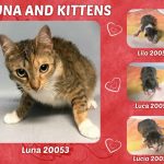 LUNA AND KITTENS – 20053, 20054, 20055, 20056