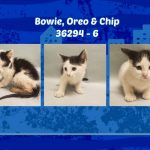 BOWIE, OREO AND CHIP – 36294, 36295, 36296