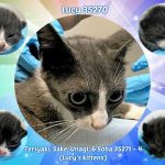 LUCY – 35270 AND KITTENS – 35271 – 4